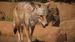Obrázok pre výrobcu ESD Planet Zoo Americas Animal Pack