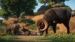 Obrázok pre výrobcu ESD Planet Zoo Americas Animal Pack